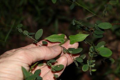 Parsonsia longipetiolata, photographed by Greg Tasney