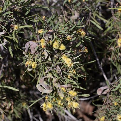 Acacia oswaldii, photographed by Kym Nicolson