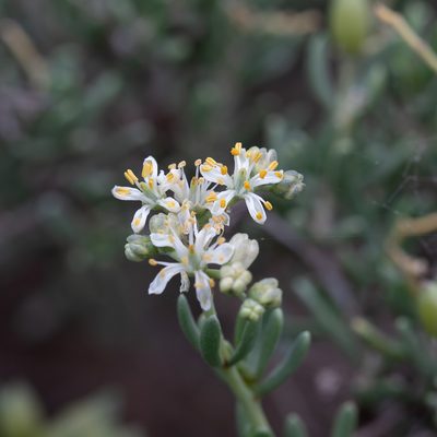 Nitraria billardierei, photographed by Kym Nicolson