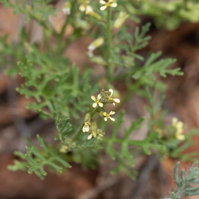 Carrichtera annua, photographed by Kym Nicolson