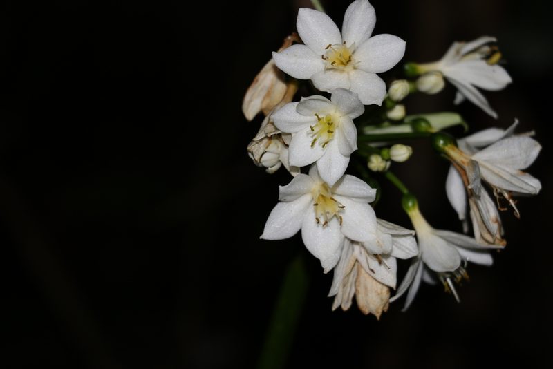Proiphys cunninghamii, photographed by Greg Tasney