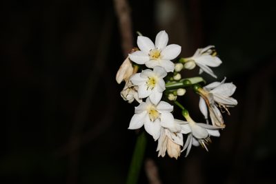 Proiphys cunninghamii, photographed by Greg Tasney