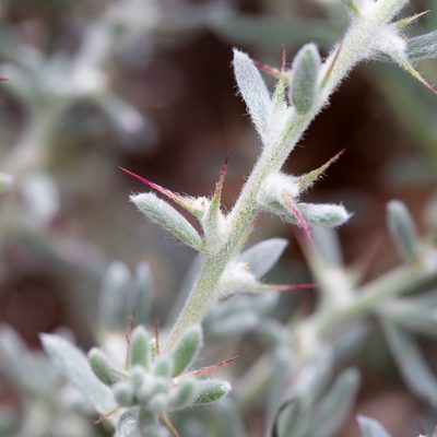 Sclerolaena obliquicuspis, photographed by Kym Nicolson