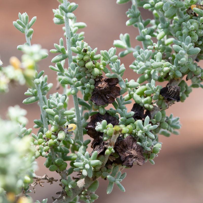 Maireana pyramidata, photographed by Kym Nicolson