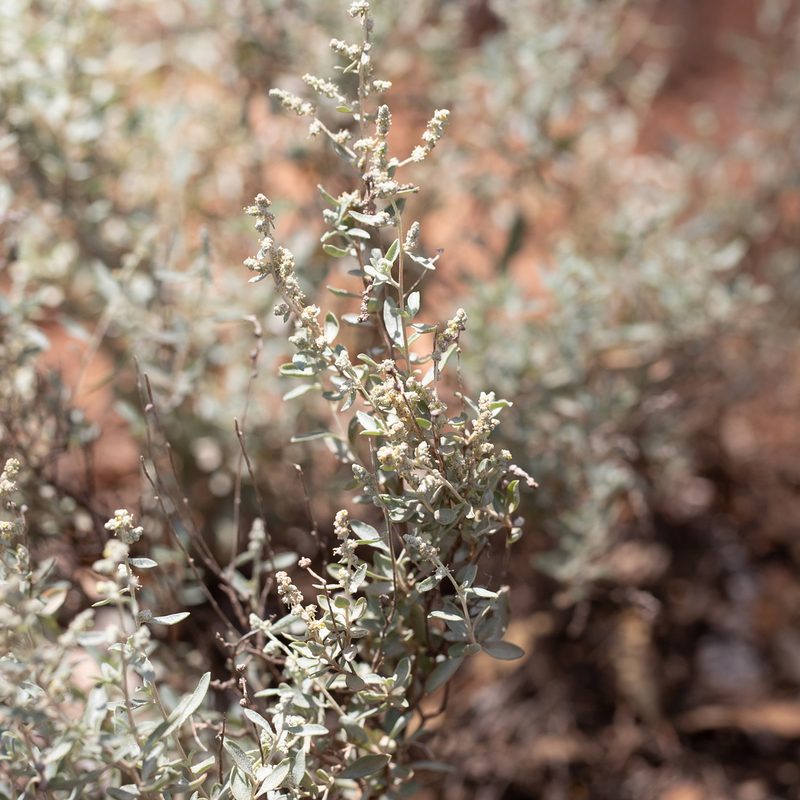 Atriplex stipitata, photographed by Kym Nicolson
