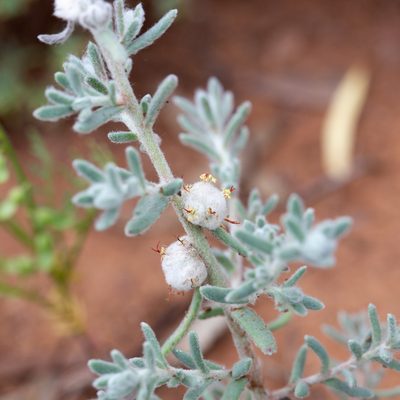 Dissocarpus paradoxus, photographed by Kym Nicolson