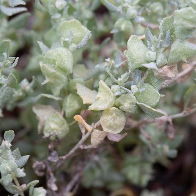 Atriplex lindleyi, photographed by Kym Nicolson