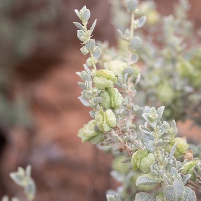 Atriplex vesicaria, photographed by Kym Nicolson