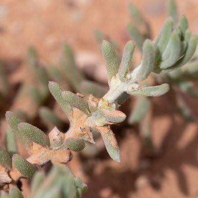 Sclerolaena diacantha, photographed by Kym Nicolson
