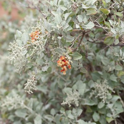 Chenopodium parabolicum, photographed by Kym Nicolson