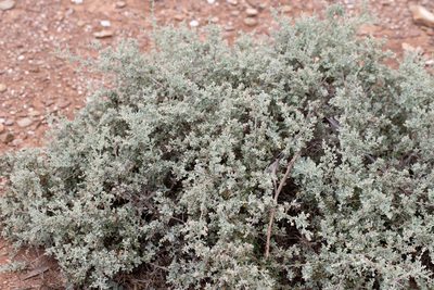 Chenopodium spinescens, photographed by Kym Nicolson