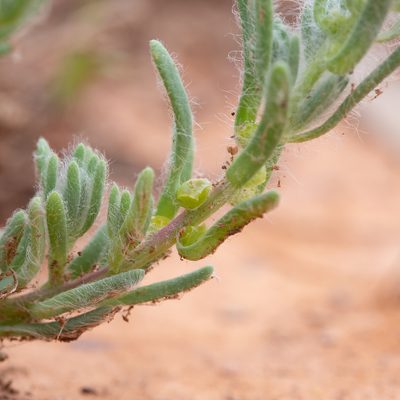 Sclerolaena brachyptera, photographed by Kym Nicolson