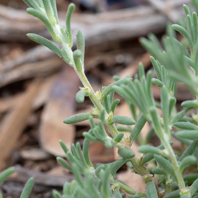 Sclerolaena diacantha, photographed by Kym Nicolson