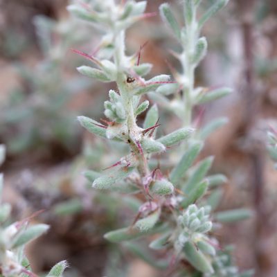Sclerolaena obliquicuspis, photographed by Kym Nicolson