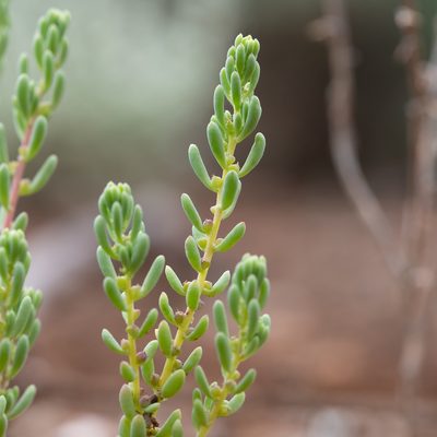 Threlkeldia diffusa, photographed by Kym Nicolson