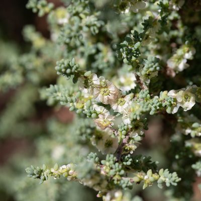 Maireana brevifolia, photographed by Kym Nicolson