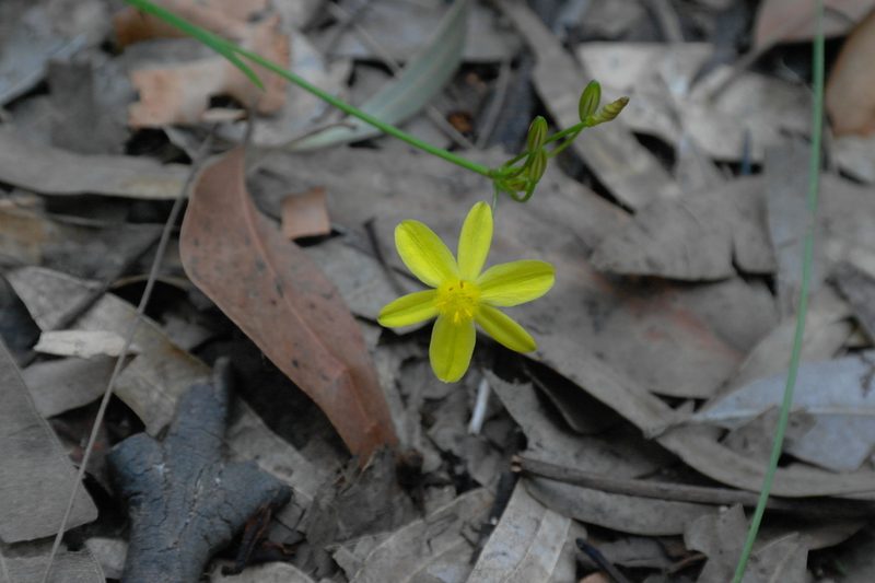 Tricoryne simplex, photographed by Gary Williams