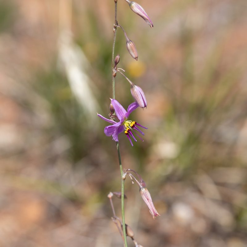 Dichopogon fimbriatus, photographed by Kym Nicolson