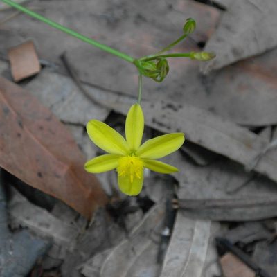 Tricoryne simplex, photographed by Gary Williams