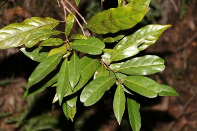 Cryptocarya macdonaldii, photographed by Greg Tasney