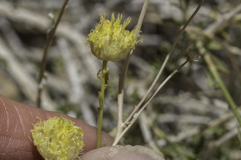 Acamptopappus sphaerocephalus, photographed by Craig Martin