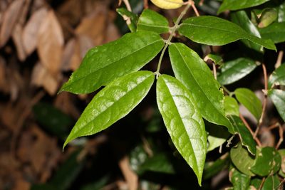 Palmeria foremanii, photographed by Greg Tasney