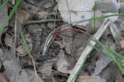 Tricoryne simplex, photographed by Gary Williams