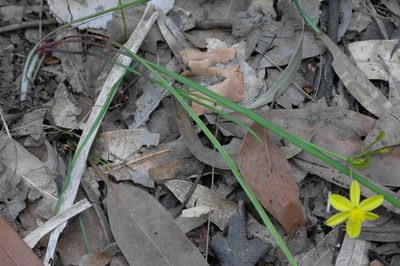Tricoryne simplex, photographed by Gary Williams