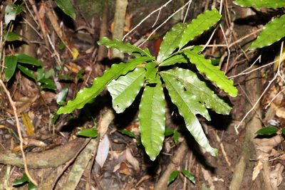 Beilschmiedia obtusifolia, photographed by Greg Tasney