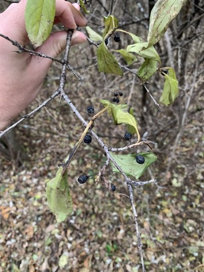 Rhamnus davurica, photographed by sblumen