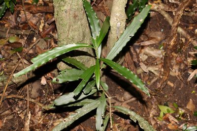 Syzygium ingens, photographed by Greg Tasney