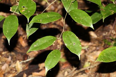 Ripogonum album, photographed by Greg Tasney