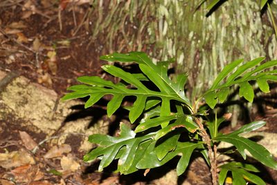 Stenocarpus sinuatus, photographed by Greg Tasney