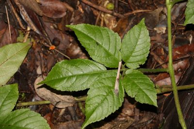 Causonis eurynema, photographed by Greg Tasney
