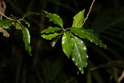 Actephila mooreana, photographed by Greg Tasney