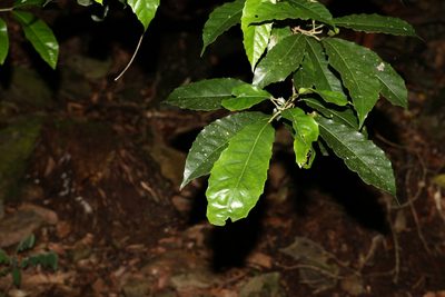 Sloanea woollsii, photographed by Greg Tasney