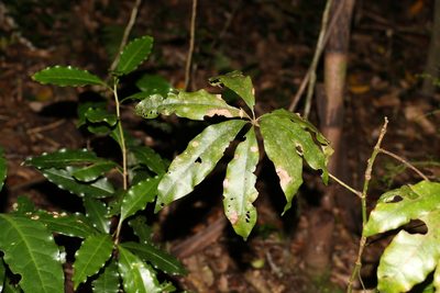 Heritiera actinophylla, photographed by Greg Tasney