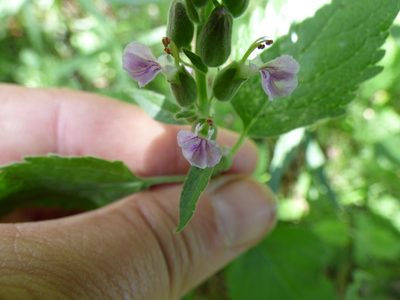 Teucrium vesicarium, photographed by María Zeta