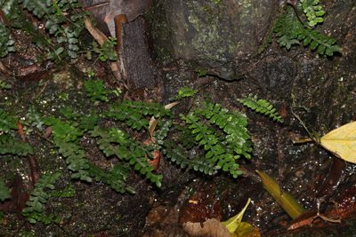 Arthropteris beckleri, photographed by Greg Tasney