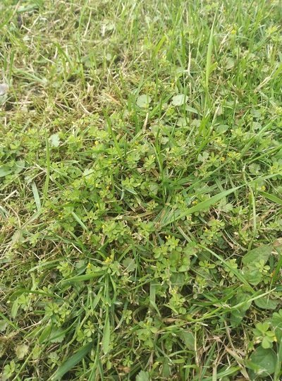 Trifolium micranthum, photographed by Joe Potter Butler