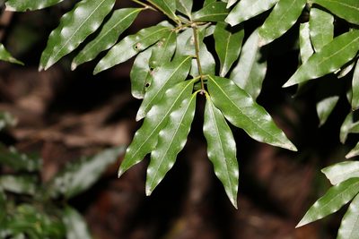 Cinnamomum oliveri, photographed by Greg Tasney