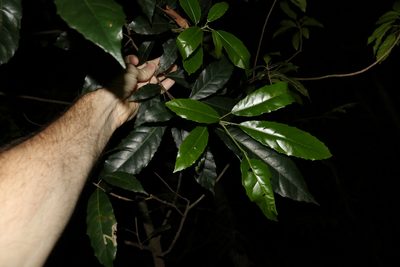 Sloanea woollsii, photographed by Greg Tasney