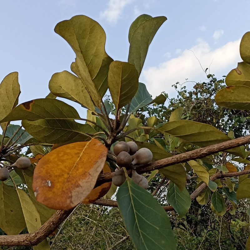 Terminalia bellirica, photographed by Paulmathi Vinod