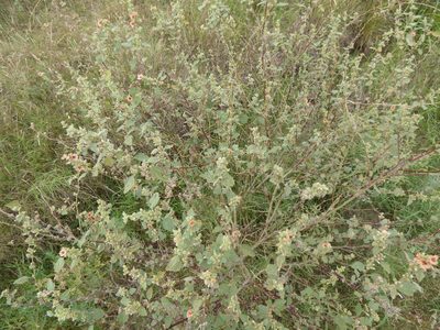 Sphaeralcea bonariensis, photographed by María Zeta