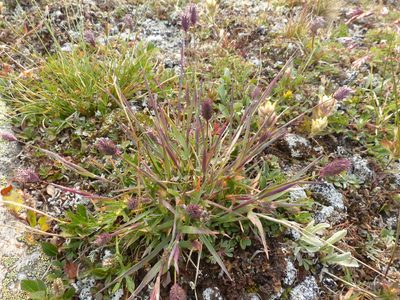 Phleum alpinum, photographed by J Straka