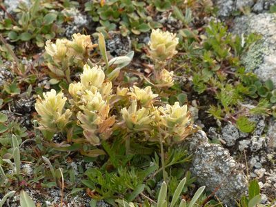 Castilleja occidentalis, photographed by J Straka