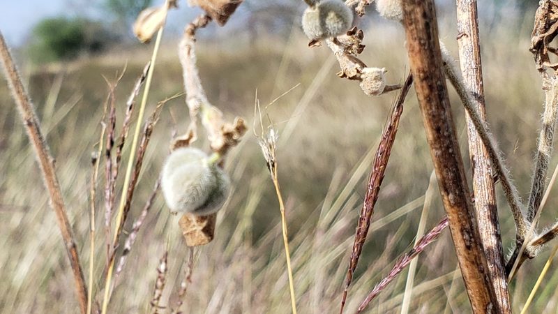 Euphorbia bicolor, photographed by Chris Hughes