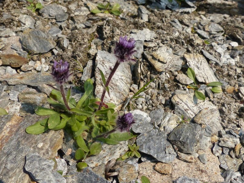 Erigeron humilis, photographed by J Straka