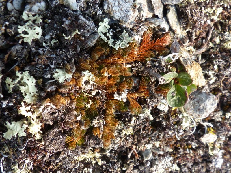 Selaginella standleyi, photographed by J Straka