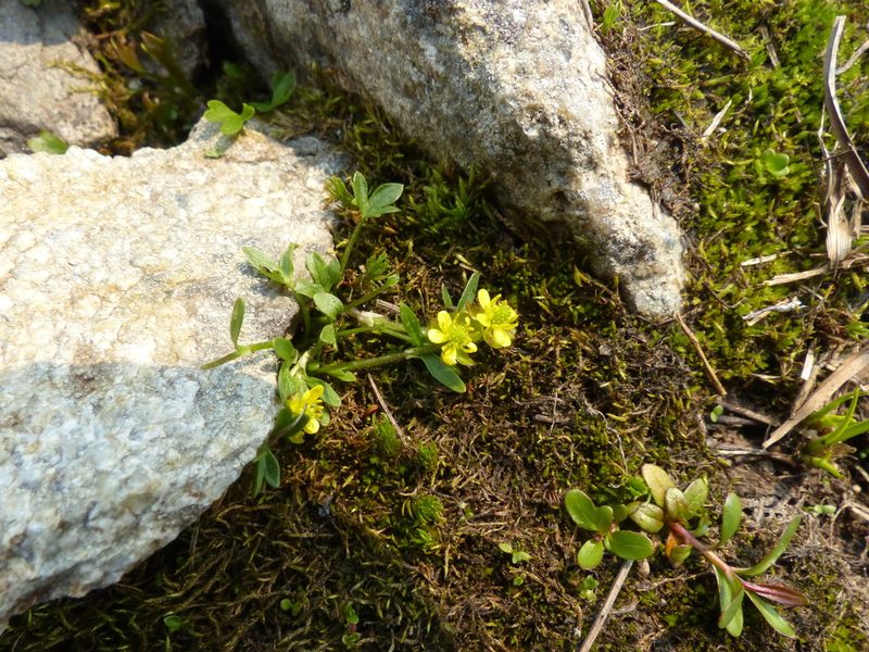 Ranunculus pygmaeus, photographed by J Straka